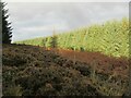 NT6253 : Looking up the course of Harecleugh Burn by ian shiell