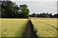 TM1536 : Bridleway through barley by N Chadwick