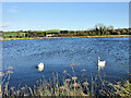 S5365 : Reservoir Swans by kevin higgins