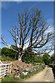 Dead tree by Tunbridge Wells Circular Walk Link Path