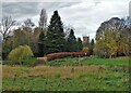 Misson Church and trees