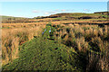 NY8783 : Path west of Broomhope Burn by Andrew Curtis