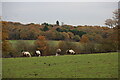 TQ3097 : Horses in Field as seen from Trent Park towards Vicarage Farm by Christine Matthews