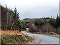 Forest road in Kilmichael Forest