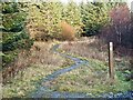 NR8691 : Mountain bike trail in Kilmichael Forest by Patrick Mackie