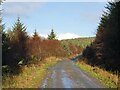 NR8691 : Forest road in Kilmichael Forest by Patrick Mackie