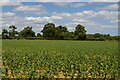 Maize field off Walk Farm Road, Tunstall