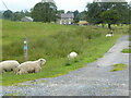 The Pennine Bridleway on Brook Lane