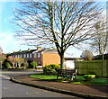 Tree and bench, Usk Road, Raglan, Monmouthshire