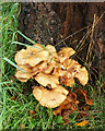 Fungi by the A3022