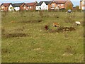 SK6144 : Grazing cattle, Gedling Country Park by Alan Murray-Rust