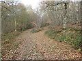TQ6438 : Paths in Little Sandhurst Wood by Marathon
