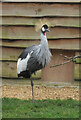 Grey-necked crowned crane, Wild Place