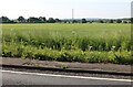 Field by Bromsgrove Road, Mustow Green