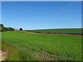 Cereal crop near Cottage Nurseries, Thoresthorpe