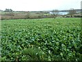 Turnip field, west of Derby Hills Farm