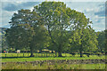 NY9824 : Eggleston : Grassy Field by Lewis Clarke