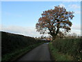 Oak tree by Grange Road