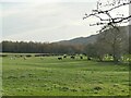 Cattle on Far Close