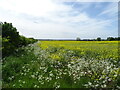 Oilseed rape crop near Horse Pasture Farm