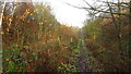 Former towpath of the Chesterfield Canal near Birley Farm, Spinkhill