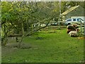 Alpacas, Maple Bank Lodge