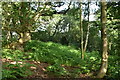 Woodland near Broom Knoll