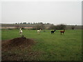 Alpacas, Lowfield Lane