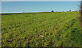 Farmland near Tideford