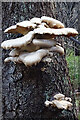NJ2750 : Bracket Fungi by Anne Burgess