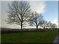 Trees beside Exeter Road, Wellington