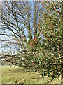 Holly near Bewl Water