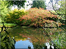TL4557 : Lake, and colourful shrubs, Cambridge University Botanical Garden by Ruth Sharville