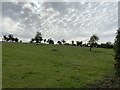 Field near Eckington