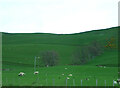 Sheep grazing, Clunebeg