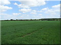 Crop field near Minting