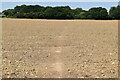 Bridleway across field