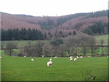 NT2538 : Sheep grazing near Bonnington by Jim Barton
