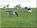 Canada Geese, Killingworth Lake