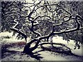 Climbing tree in snow