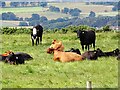 NZ1551 : Grazing cattle beside the railway Path by Robert Graham