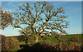 SX8854 : Tree by Combe Lane by Derek Harper