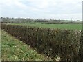 SE3447 : Hedge on the south side of Kirkby Lane by Christine Johnstone