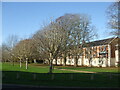 An avenue in Ham Green