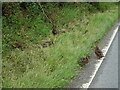 Ducks beside the B6285, Exelby