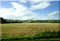 Cereal crop near Oldwood