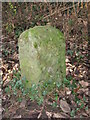 Old Boundary Marker in Elemore Wood