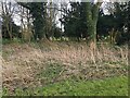 SP2964 : Dead nettle stems, St Nicholas Park, Warwick by Robin Stott