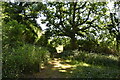 Woodland footpath