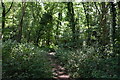 Footpath, Honesland Wood